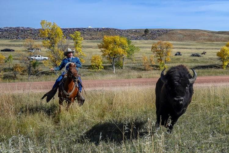 A loan buffalo who tailed the herd is rounded up back into the corrals as the final straggler during the 58th annual Custer Buffalo Roundup on Friday morning at Custer State Park.