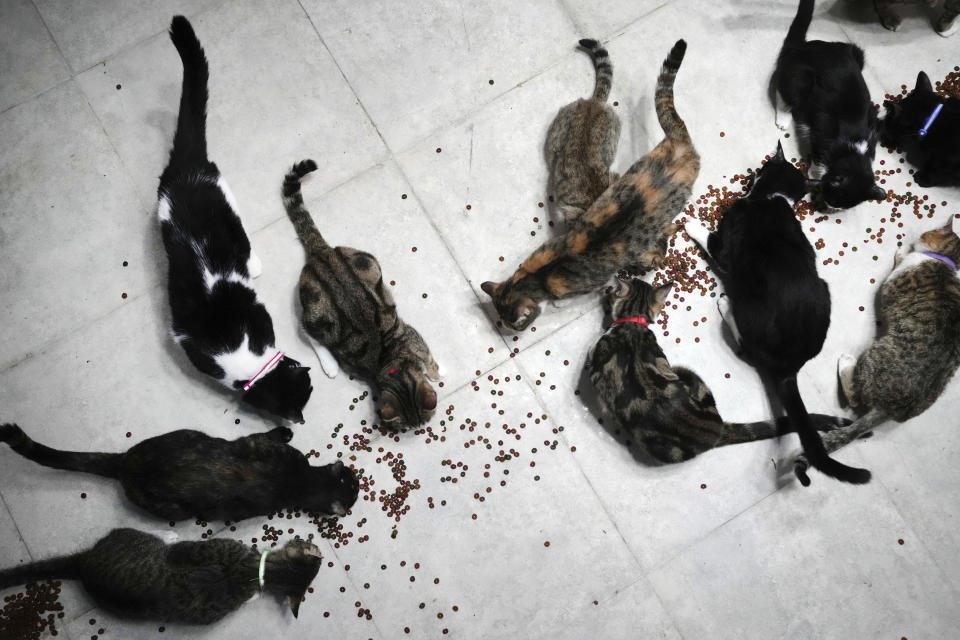 Stray cats eat at stray cat shelter of Iranian cleric Sayed Mahdi Tabatabaei outside the city of Qom, 80 miles (125 kilometers) south of the capital Tehran, Iran, Sunday, May 21, 2023. It's rare these days for a turbaned cleric in Iran to attract a large following of adoring young fans on Instagram, but Tabatabaei has done it by rescuing street dogs in defiance of a local taboo. (AP Photo/Vahid Salemi)