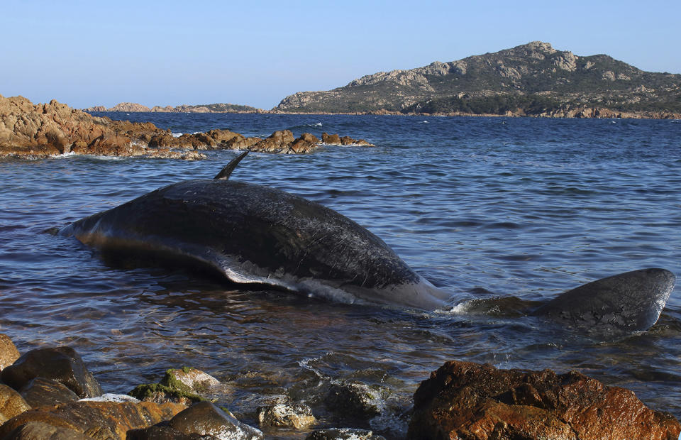 Plastic plates and shopping bags were among the 22 kilograms of plastic in a dead pregnant whale’s stomach, found lying in the water in Porto Cervo, Sardinia island, Italy. Source: SEAME Sardinia Onlus via AP