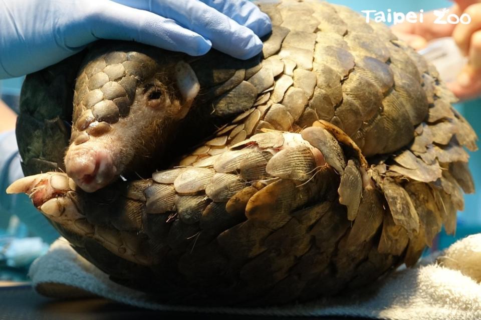 動物園也擔任收容中心的角色，提供野生動物救傷事件的醫療 / 圖文來源 台北市立動物園