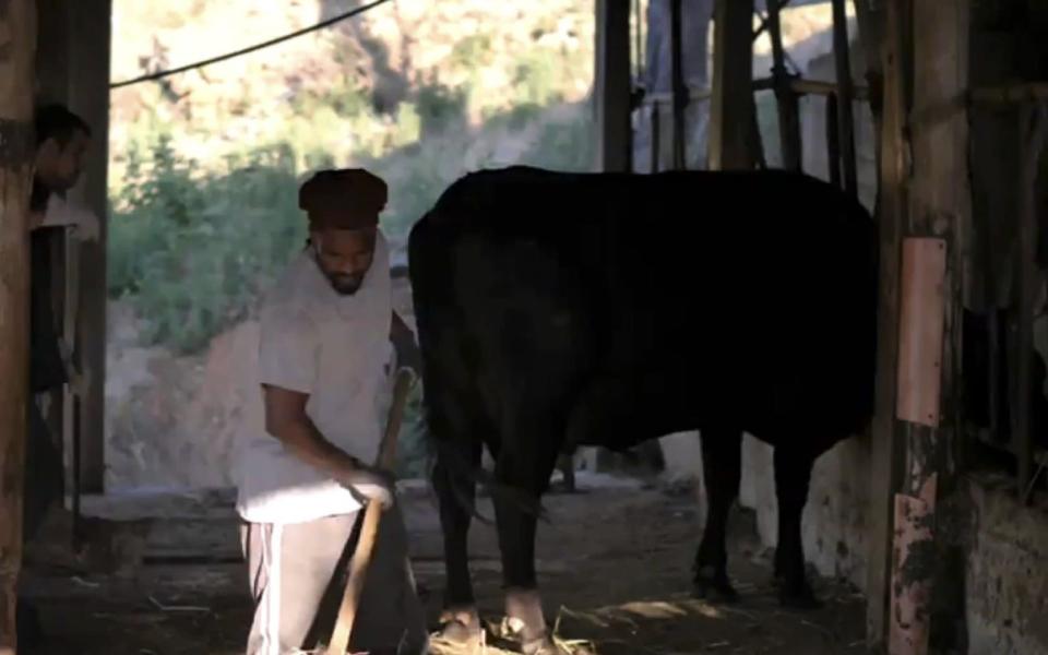 A prisoner works in the cow shed on the penal island of Gorgona