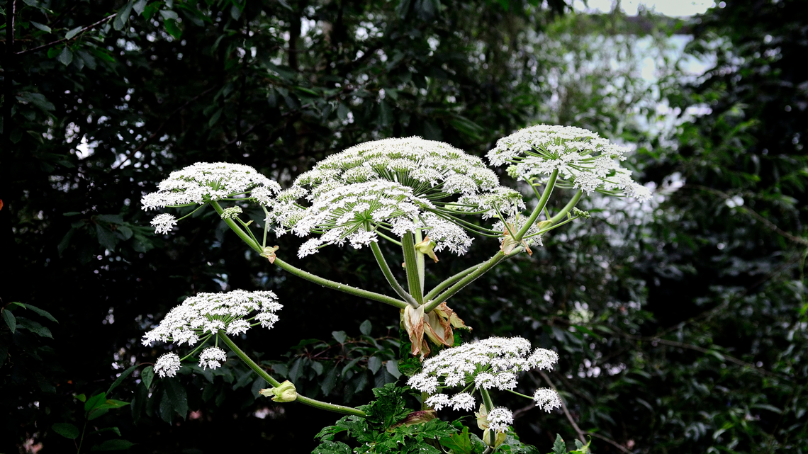 Giant Hogweed.