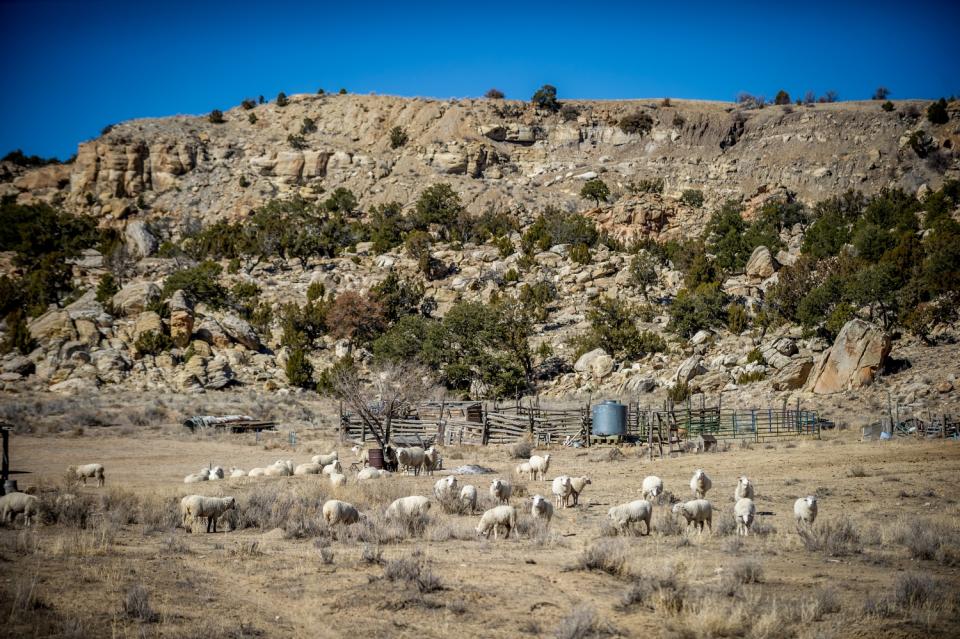 Sheep graze on vegetation below the Claim 28 uranium mine site in Blue Gap, AZ. (Photograph by Mary F. Calvert)