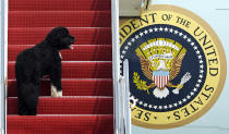 FILE - This Aug. 4, 2010 file photo shows presidential pet Bo climbing the stairs of Air Force One at Andrews Air Force Base, Md. for a flight to Chicago with President Barack Obama. Bo, died Saturday, May 8, 2021, after a battle with cancer, the Obamas said on social media. (AP Photo/Cliff Owen)