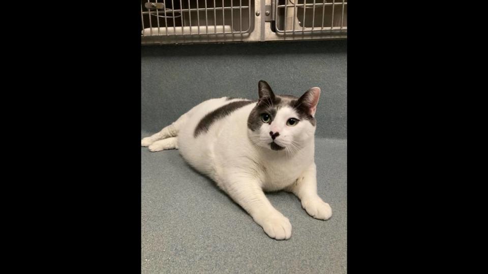 Patches was surrendered to the shelter when his owner became homeless.