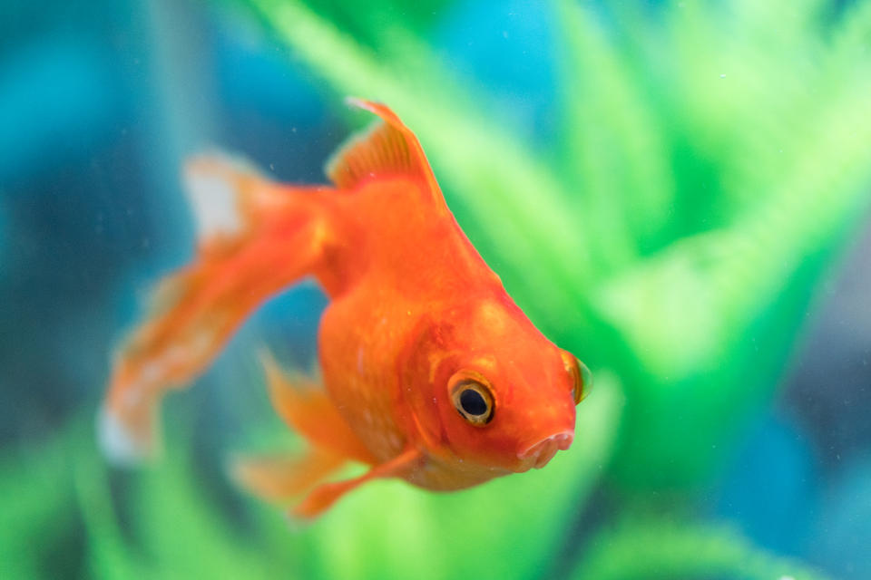 In Gefangenschaft bleiben Goldfische in der Regel sehr klein. In Freiheit können bestimmte Arten riesig werden. (Foto: Getty Images)