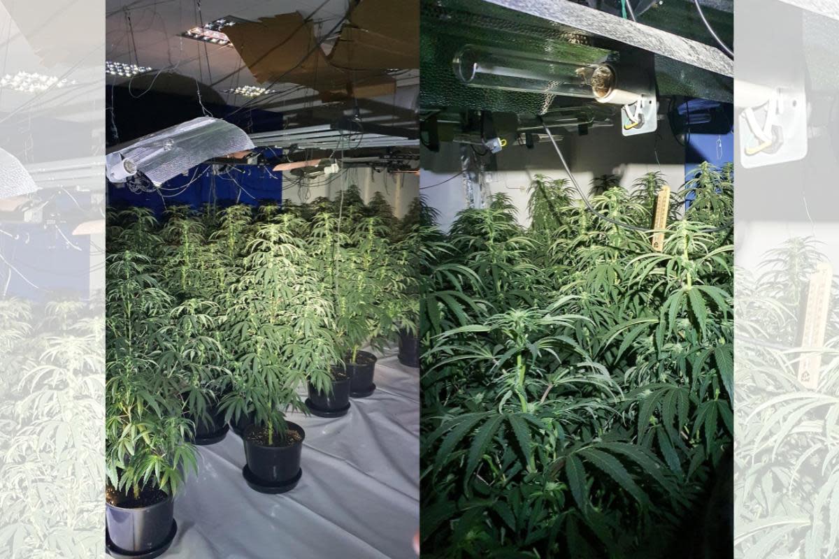 More than 500 plants were discovered by Chester-le-Street Neighbourhood Police Team who executed a magistrates’ search warrant earlier this week <i>(Image: DURHAM POLICE)</i>