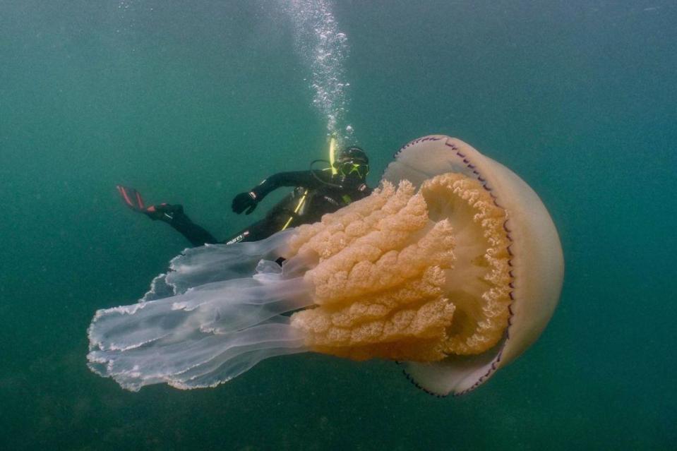 The jellyfish was an estimated 1.5m long – the same size as wildlife presenter Lizzie Daly (Lizzie Daly/Dan Abbott)