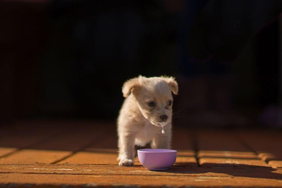 <p>A rescue puppy sips at a bowl of milk, in an adorable picture that won the puppy category in the Kennel Club Photographer of the Year Awards 2016. (Linda Storm)</p>