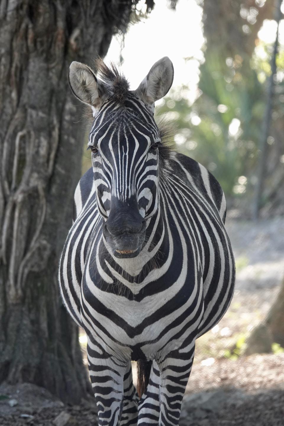 Katrina, a Grant zebra at the Naples Zoo, died Wednesday unexpectedly. She was 18 and had lived in Naples since 2006 after being moved from Louisiana. She was named after the hurricane that struck the Gulf Coast in 2005, the year she was born.