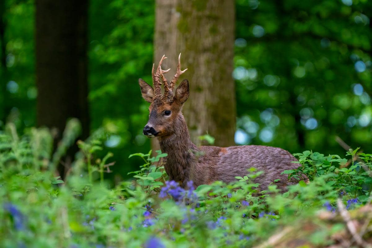 A deer in Herefordshire pictured by Camera Club member Tom Pennington <i>(Image: Tom Pennington)</i>