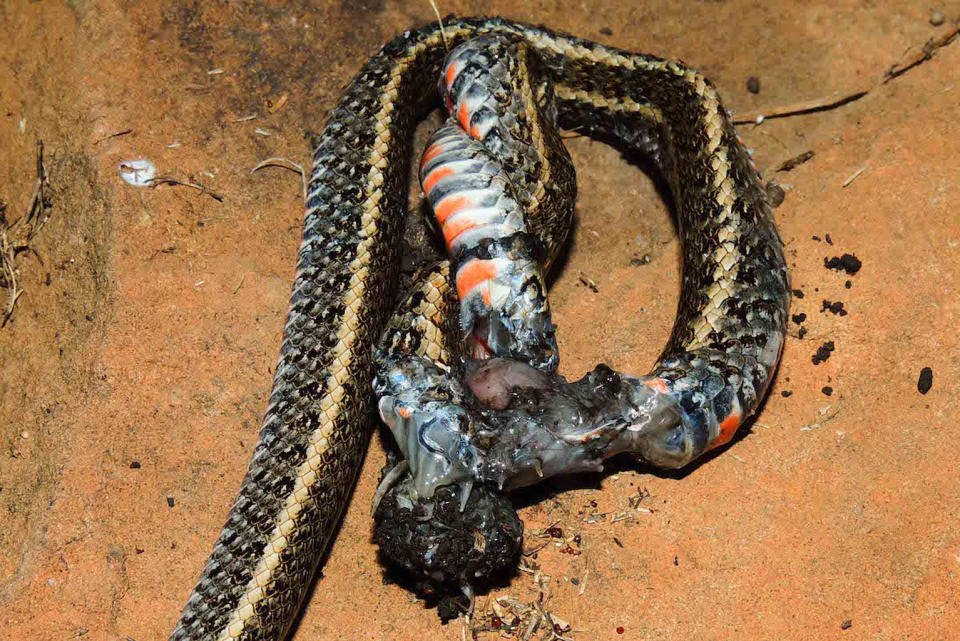 The middle and front sections of the half-eaten snake were a gooey, half-decomposed mess when researchers arrived. <cite>Conrado Mario da Rosa</cite>