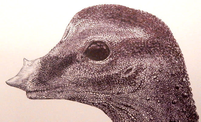 Illustration of the face of an embryo of a Cretaceous Period dinosaur from the group called titanosaurs