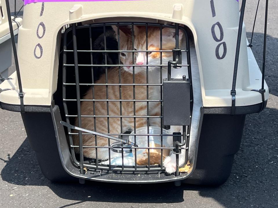 On Wednesday, Aug. 3, about 150 cats from Florida were flown to New Bedford Regional Airport to be adopted out of Southeastern Massachusetts shelters as part of a new ASPCA program.