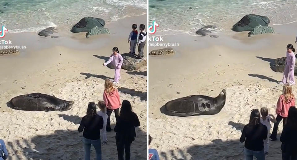 Two photos of a girl at a Californian beach throwing sand at a sea lion and the sea lion reacting to by jolting up.