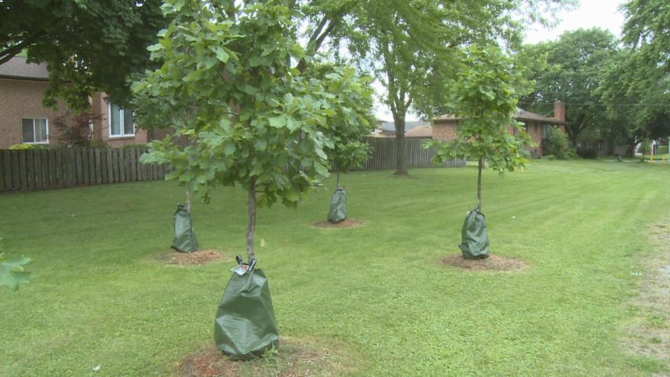 The City of Windsor wants to improve its tree population and will allocate millions to tree planting and maintenance over the next ten years. 