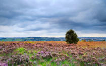 <p>The evergreenheathershrub blooms every year in Norland, West Yorkshire in the United Kingdom. The effect is a purplecarpet, usually in the moorland areas.</p>