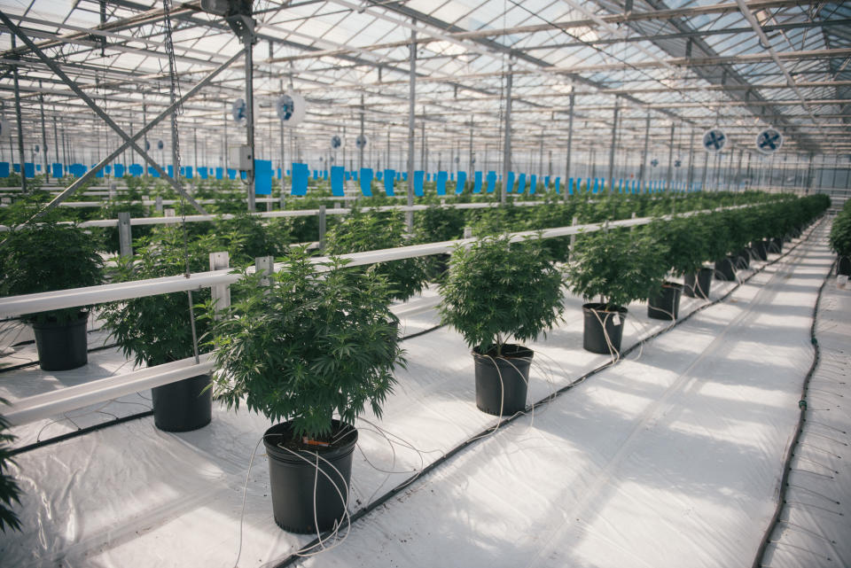 Tweed Farms greenhouse in Niagara-on-the-Lake, Ont. (Canopy Growth Corp.)