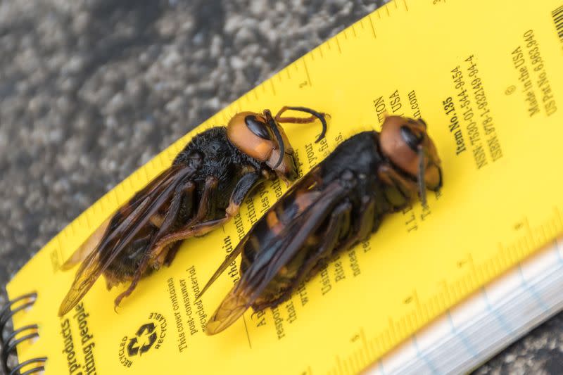 Asian Giant Hornets caught in a trap lie on a notepad near Blaine