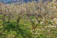 <p><em>March 16 to May 3</em></p><p>During peak season, Extremadura's Jerte Valley is covered with blossoms from over a million (yes, you heard that right) white cherry trees as far as the eye can see. Events for the festival Primavera y Cerezo en Flor take place in various towns in the valley and have included medieval markets, music performances, tasting sessions for <a href="https://www.womansday.com/food-recipes/food-drinks/g92/10-healthiest-snacks-104257/" rel="nofollow noopener" target="_blank" data-ylk="slk:local produce;elm:context_link;itc:0;sec:content-canvas" class="link ">local produce</a>, and more. </p>