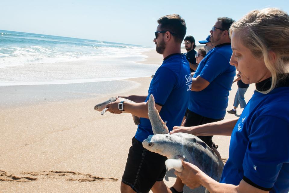 SeaWorld Rescue personnel carry the turtles back to the ocean.
