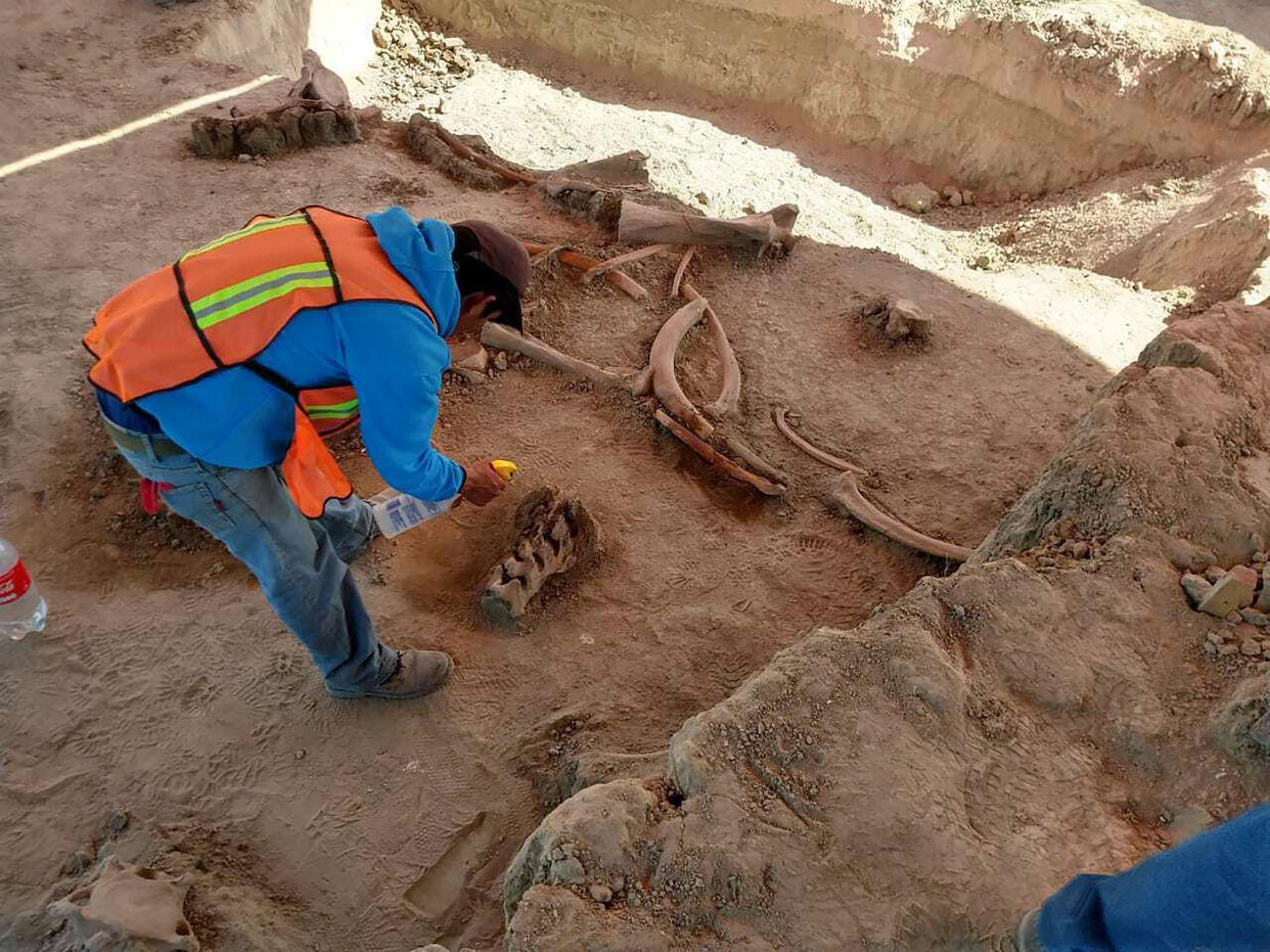 Fotografía proporcionada por el Instituto Nacional de Antropología e Historia de México que muestra cómo trabaja un arqueólogo en un sitio al norte de Ciudad de México en el que se descubrieron los huesos de unos sesenta mamuts. (INAH vía The New York Times)