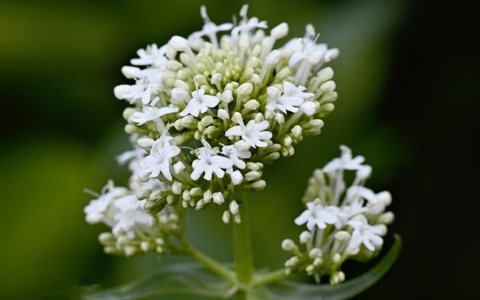 Centranthus ruber 'Albus' red valerian (white form) flowers - Jacky Parker Photography