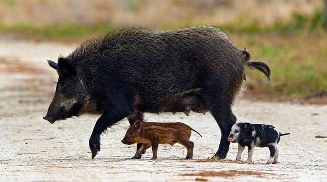A hog can produce more than 12 piglets a year, one reason they multiply so rapidly in the wild. Feral hogs are a problem in many parts of the United States, especially in the South.