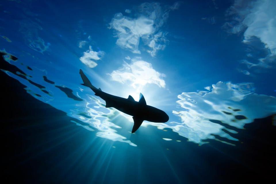 Blue shark attacks on humans are extremely rare (Alamy/PA)