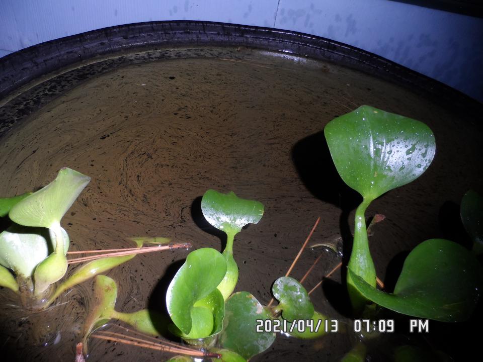 An oily residue coats a rain collection barrel outside Carolyn Stone's home.