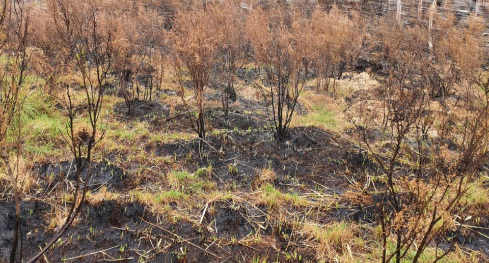 Fires like this can start from extreme heat brewing beneath the surface and easily transform into bushfires. Source: Twitter/naparobo