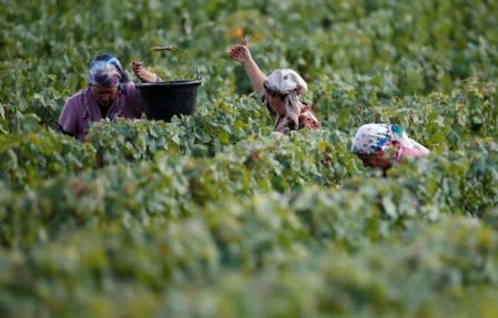 Workers collect grapes in a Taittinger vineyard during the traditional Champagne wine harvest in Pierry