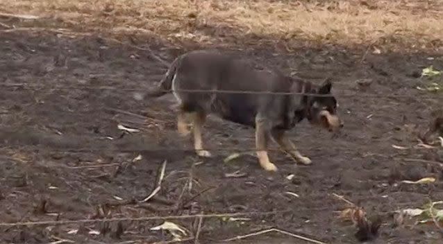 Mr Lenehan's dog. Source: 7 News