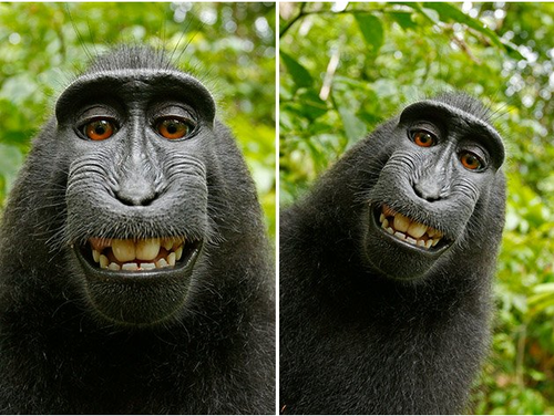 Smiling macaque