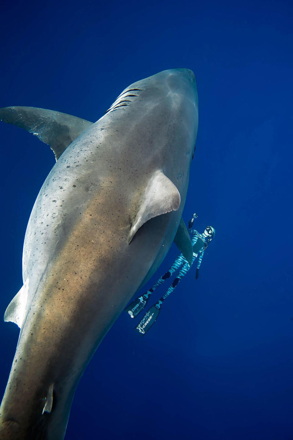Juan Oliphant snapped this great white shark in Hawaii. It’s believed to be 6.5 metres long. Source: @JuanSharks/ Juan Oliphant & One Ocean Diving