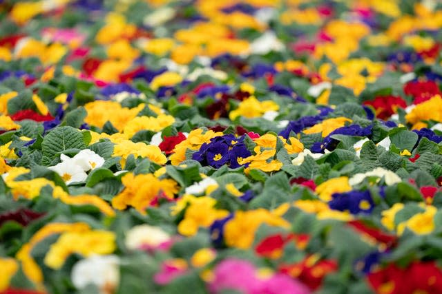 Tesco go peat-free on bedding plants