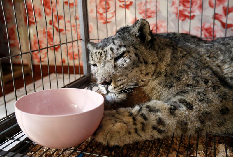 Wounded snow leopard Jaabars rests in a cage during rehabilitation at Bugu-Enye public foundation outside Bishkek