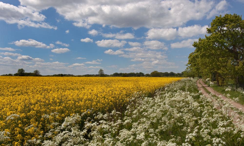 <span>Photograph: Ernie Janes/Alamy</span>