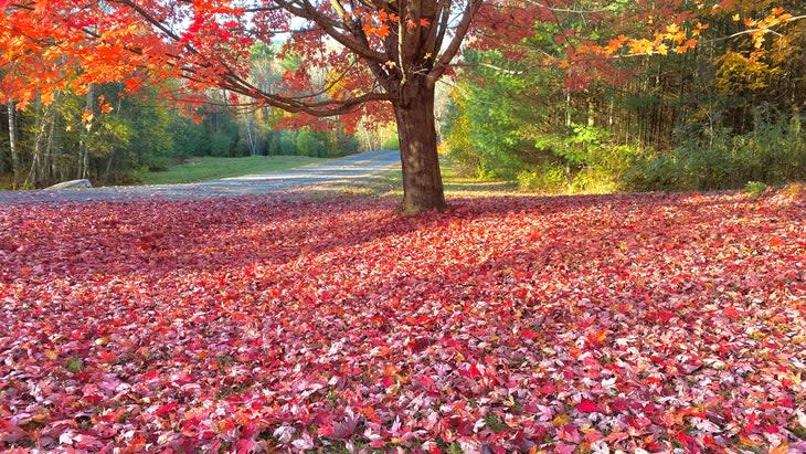 foliage in Stowe Vermont