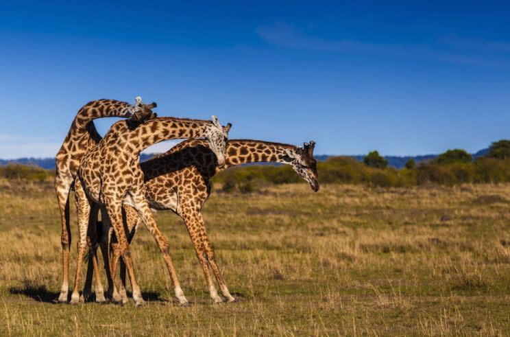 Three giraffes wrestle using their necks in the Maasai Mara, Kenya. (Rex Shutterstock)