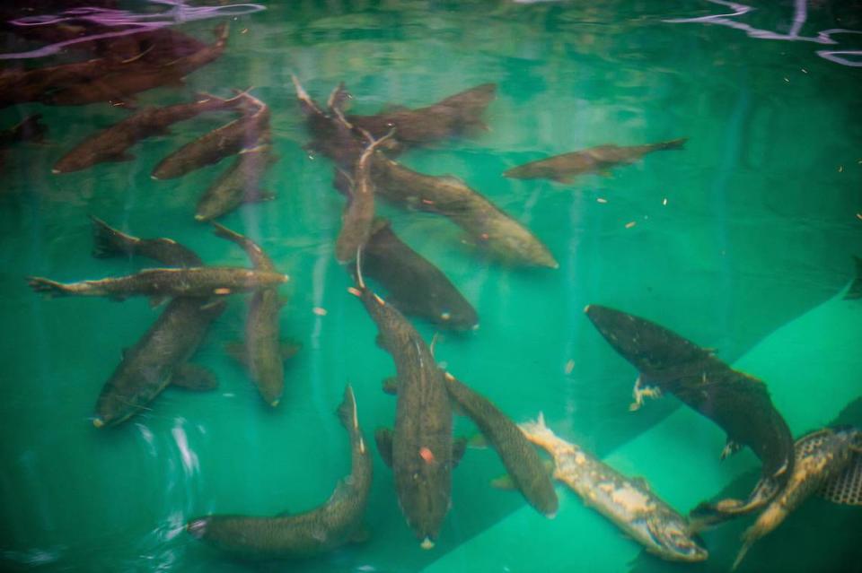 Male adult chinook salmon are held in a holding pond at a fish hatchery in Washington state.