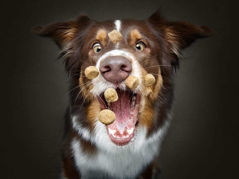 Hilarious photos of dogs trying to catch treats