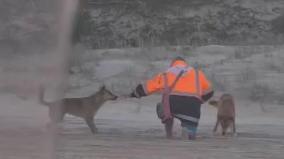 A man filmed feeding two dingoes at a popular holiday destination has been fined more than $2000. Picture: Queensland DES