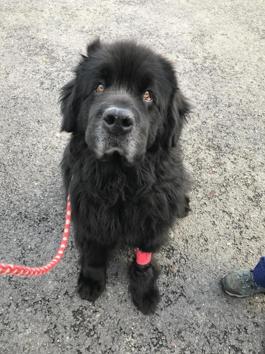 One of the dogs rescued from the blaze (RSPCA)