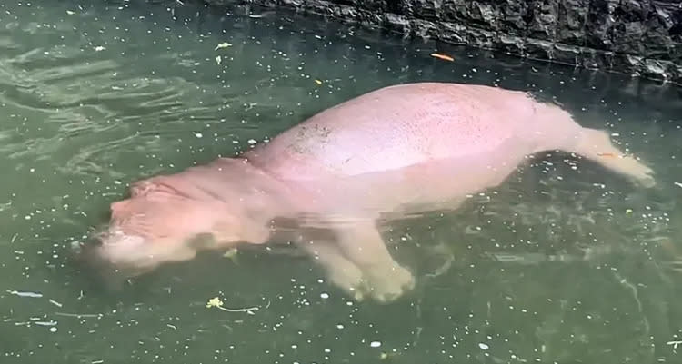 河馬「香香」想泡澡，卻讓遊客以為出事了。翻攝自壽山動物園臉書

