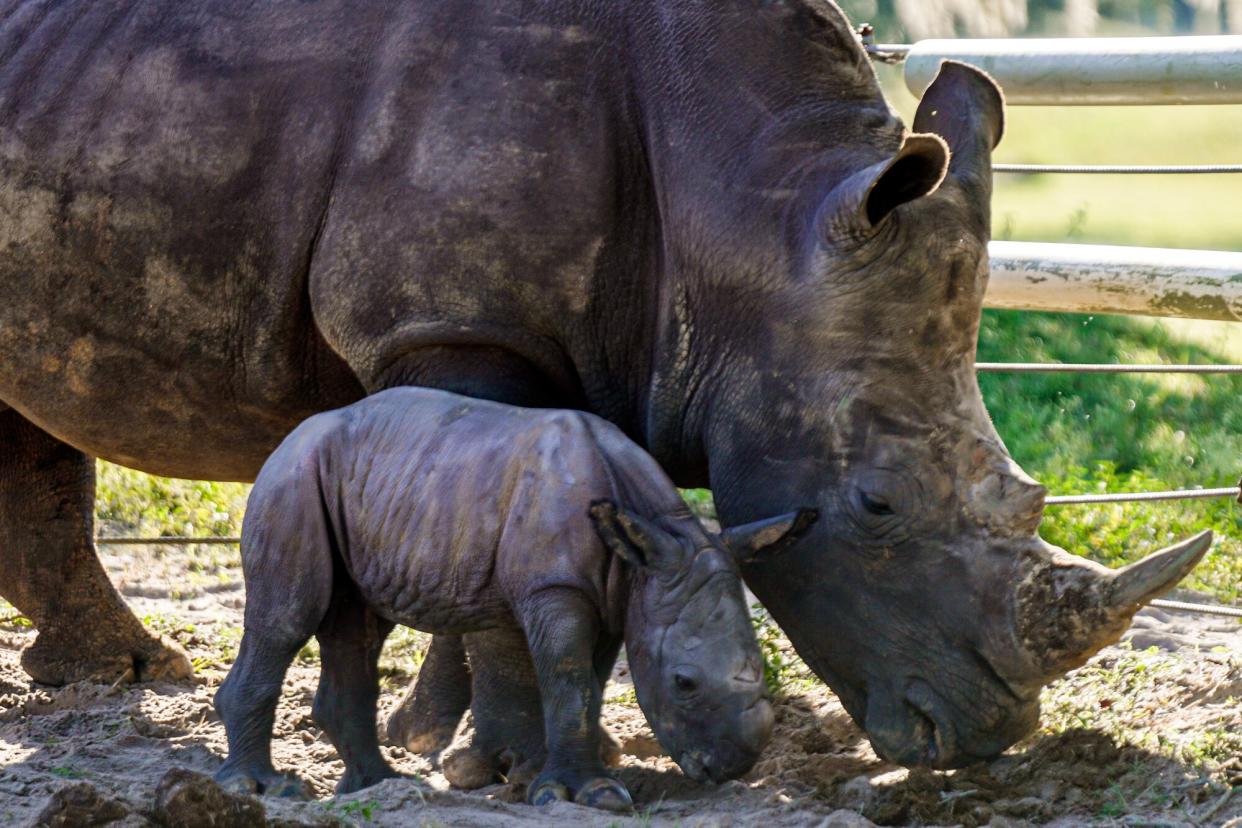 Busch Gardens Rhino Birth