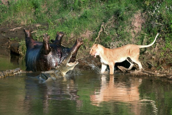 **ONLINE EMBARGO UNTIL 00:01 MONDAY 24TH MARCH 2014**MANDATORY BYLINE** PIC BY RICHARD CHEW/CATERS - These photographs show the food chain in action as a hungry lion braved a river full of crocodiles to try and sink his teeth into a dead hippo. The photos were taken in the Maasi Mara nature reserve, in Kenya and show hungry lion braving a crocodile-infested river to get to an upside down hippo, which had died overnight of natural causes. The incident was witnessed and captured on camera by Richard Chew, an IT manager from San Francisco, USA who was on holiday with his wife. Semi- professional photographer Richard has travelled the world taking pictures but said it was a really unique moment. SEE CATERS COPY