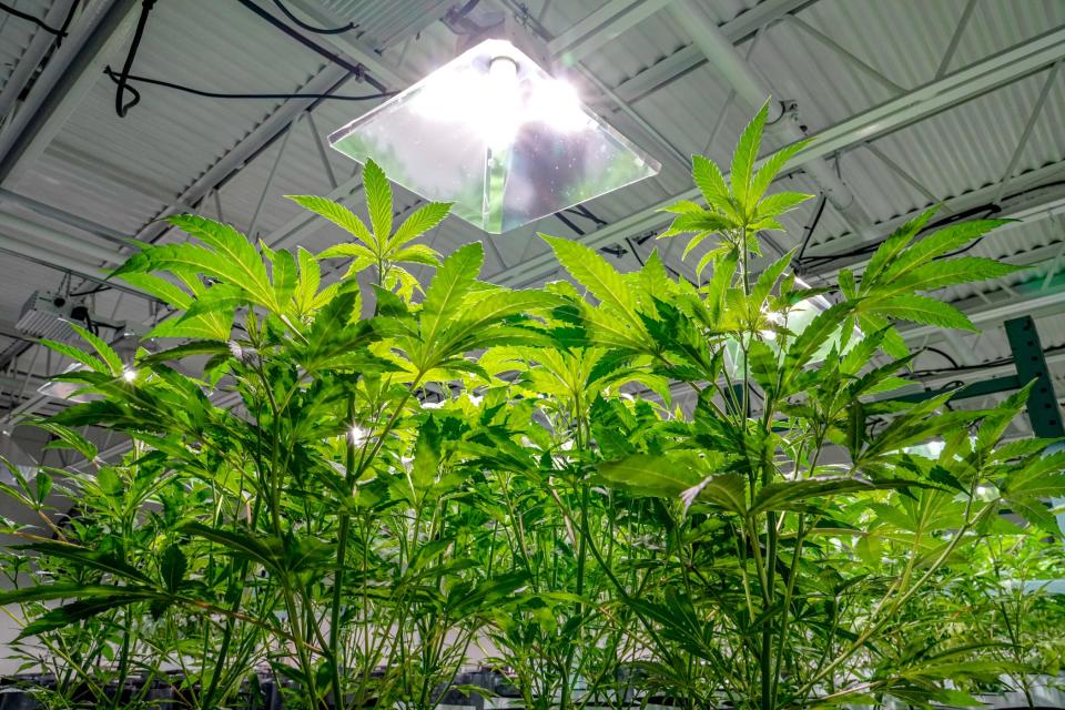 Marijuana plants in a Rhode Island grow facility.