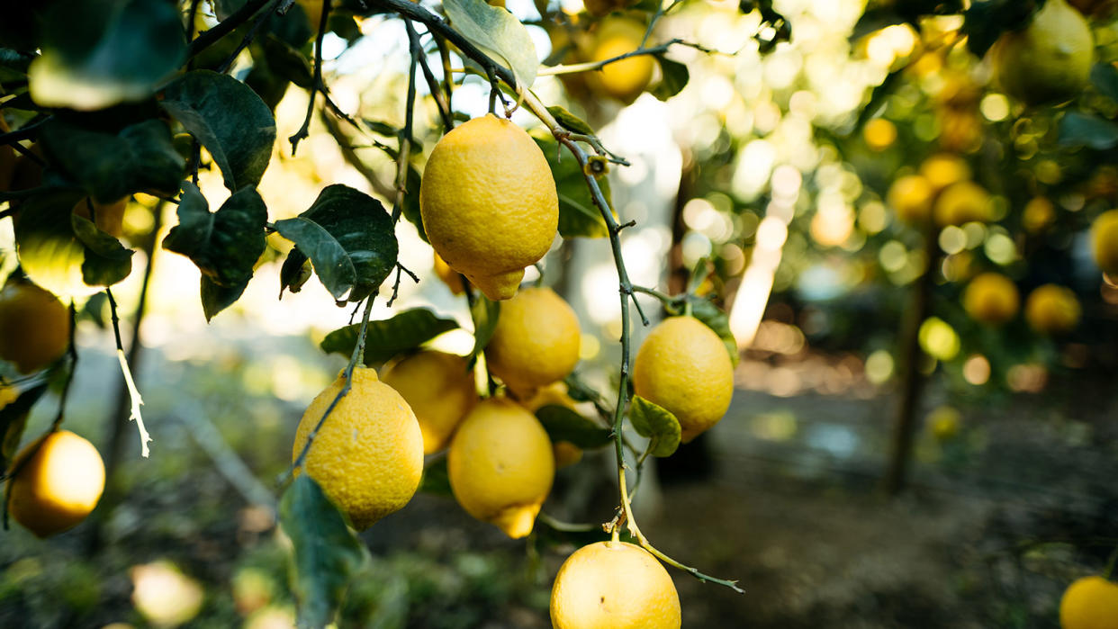  lemons growing on a tree 