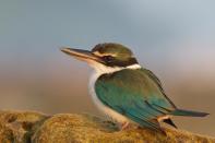 The colours on this bird compete with the colours of the water around it. Seen commonly on these islands (and very rarely on the Indian mainland), the Collared Kingfisher (Todiramphus chloris davisonii) is found close to the sea perching on coconut trees and exposed reefs.